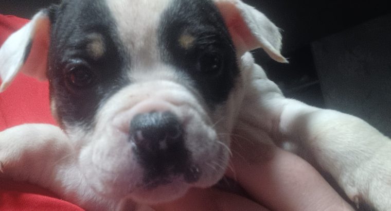 Olde english bulldog puppies for sale