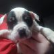 Olde english bulldog puppies for sale
