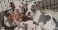 Olde english bulldog puppies for sale