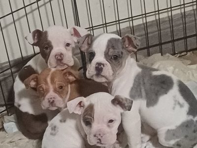 Olde english bulldoge puppies
