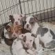 Olde english bulldog puppies for sale