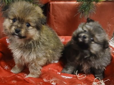 Beautiful Pomeranian puppies