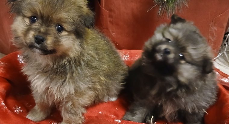 Beautiful Pomeranian puppies