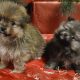 Beautiful Pomeranian puppies