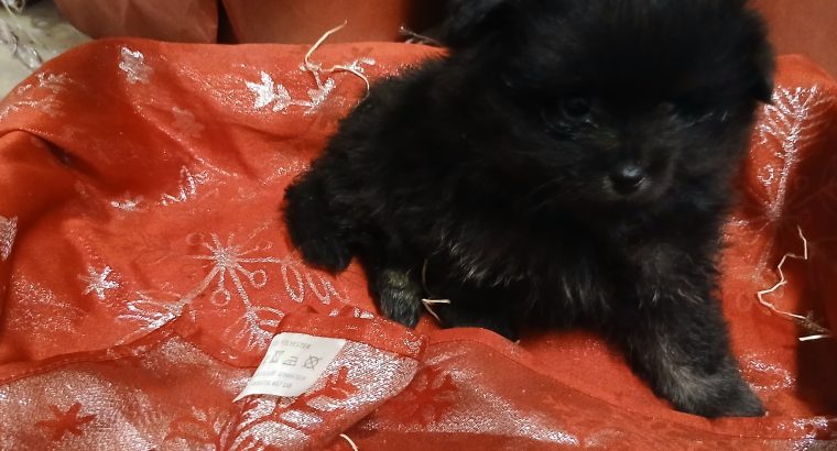 Beautiful Pomeranian puppies