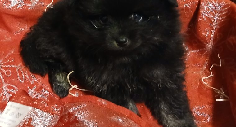 Beautiful Pomeranian puppies