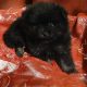 Beautiful Pomeranian puppies