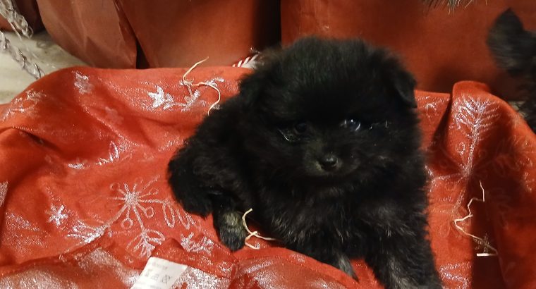 Beautiful Pomeranian puppies