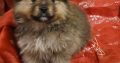 Beautiful Pomeranian puppies
