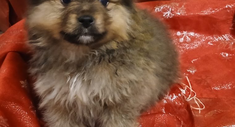 Beautiful Pomeranian puppies