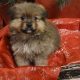 Beautiful Pomeranian puppies