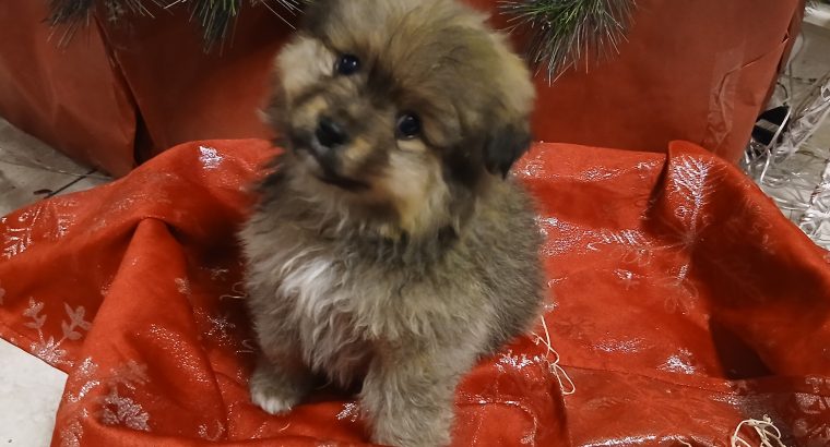 Beautiful Pomeranian puppies