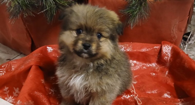 Beautiful Pomeranian puppies