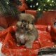 Beautiful Pomeranian puppies