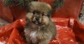 Beautiful Pomeranian puppies