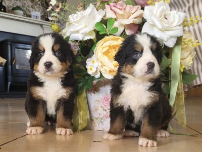 Stunning bernese-mountain-pups