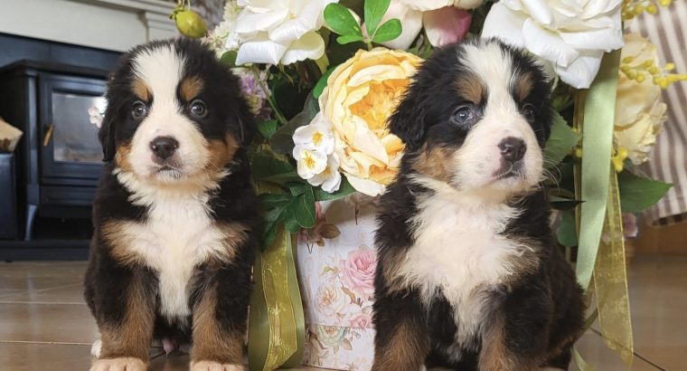Stunning bernese-mountain-pups