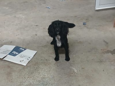 Lovely black cocker spaniel pup for sale