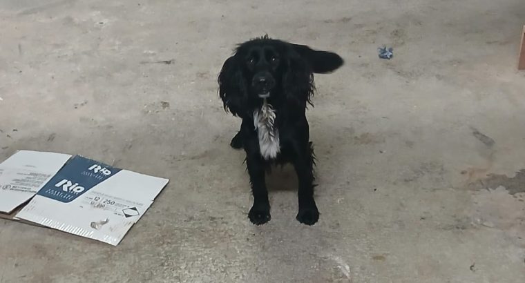 Lovely black cocker spaniel pup for sale