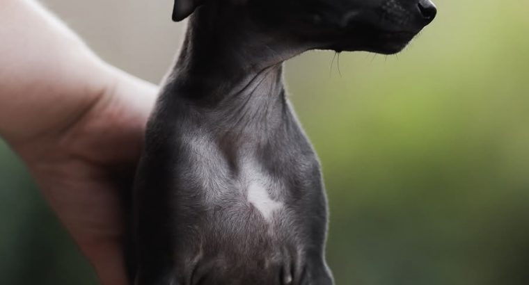 Tiny Italian Greyhounds for sale in Blanchardstown