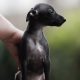 Tiny Italian Greyhounds for sale in Blanchardstown