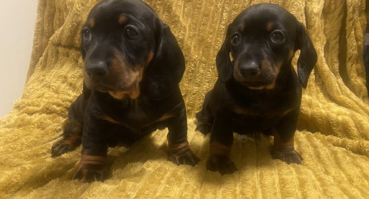 Dachshund Ikc