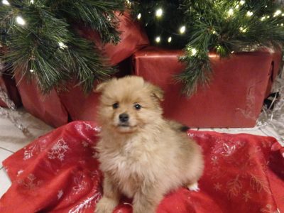 Beautiful Pomeranian puppies