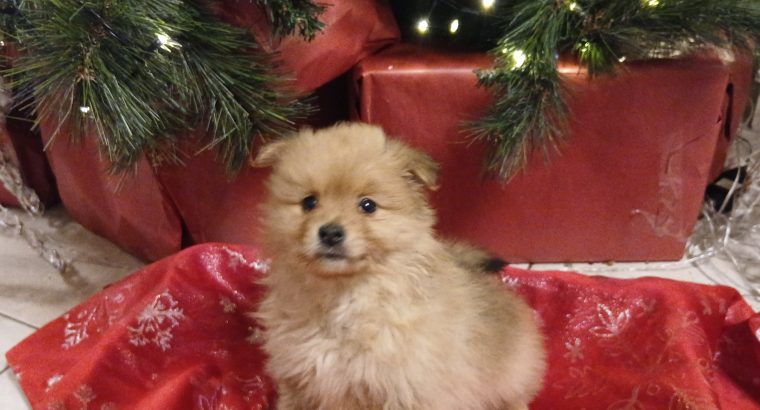 Beautiful Pomeranian puppies