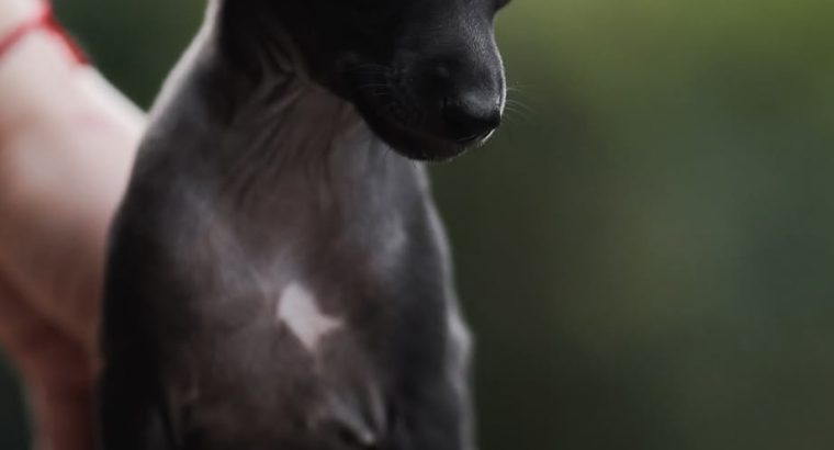 Tiny Italian Greyhounds for sale in Blanchardstown