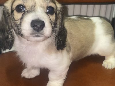 Miniature Dachshund Puppies