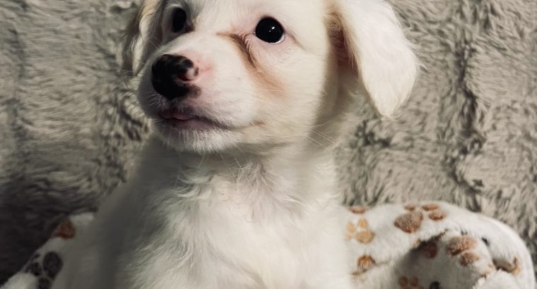 Pomeranian Cockapoo mix