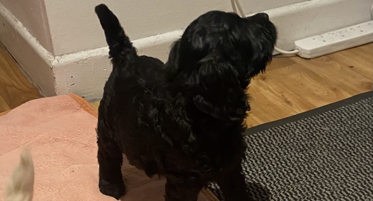 Adorable Cockapoo Puppies For Sale in Meath