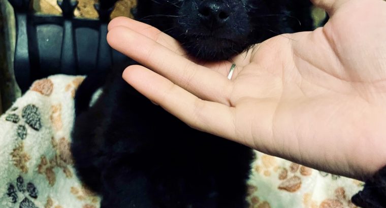 Pomeranian Cockapoo mix