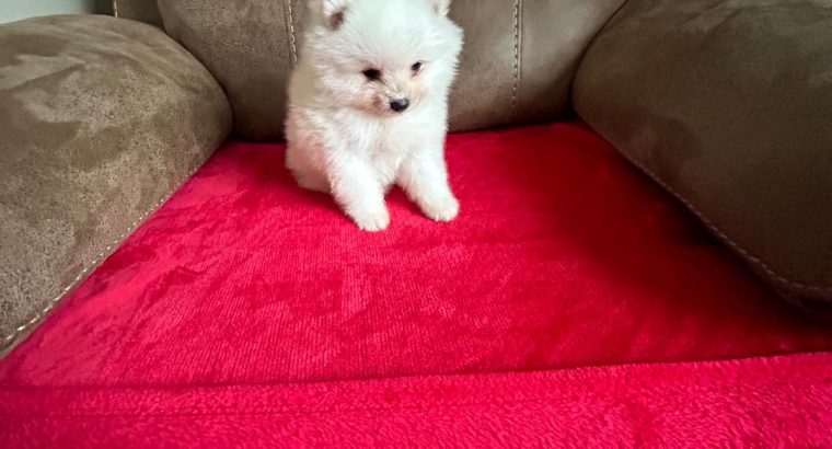 Gorgeous Teddy Bear Pomeranian 089 2565864 ðŸ¶