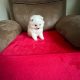 Gorgeous Teddy Bear Pomeranian 089 2565864 ðŸ¶