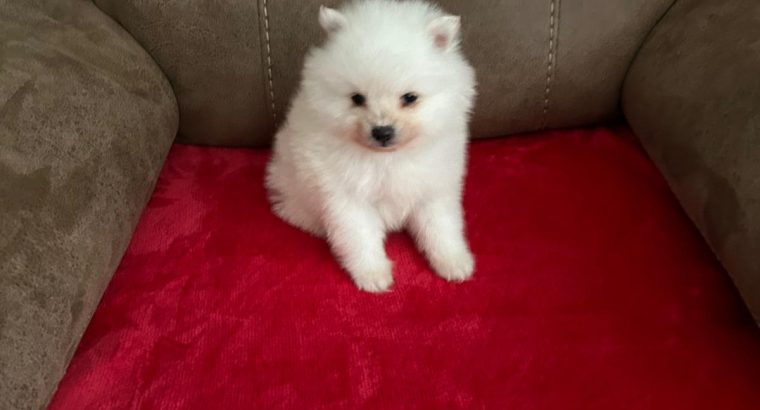 Gorgeous Teddy Bear Pomeranian 089 2565864 ðŸ¶
