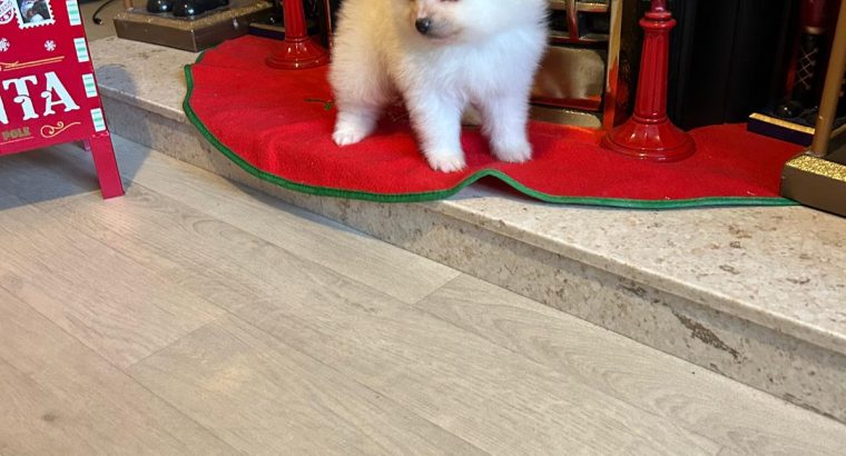 Gorgeous Teddy Bear Pomeranian 089 2565864 ðŸ¶