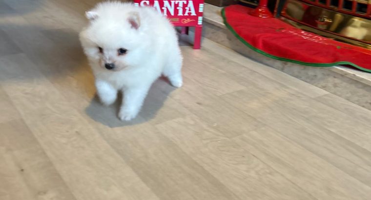 Gorgeous Teddy Bear Pomeranian 089 2565864 ðŸ¶