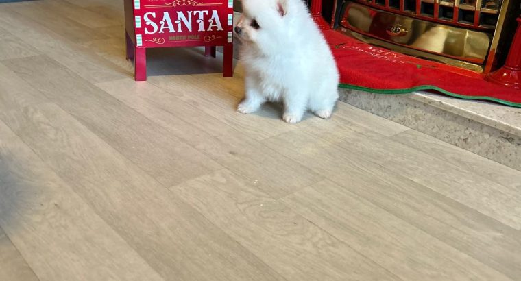 Gorgeous Teddy Bear Pomeranian 089 2565864 ðŸ¶