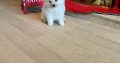 Gorgeous Teddy Bear Pomeranian 089 2565864 ðŸ¶