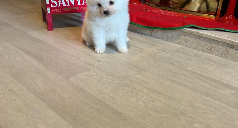 Gorgeous Teddy Bear Pomeranian 089 2565864 ðŸ¶