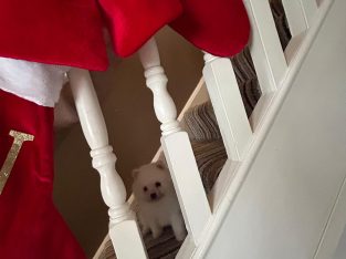 Gorgeous Teddy Bear Pomeranian 089 2565864 ðŸ¶