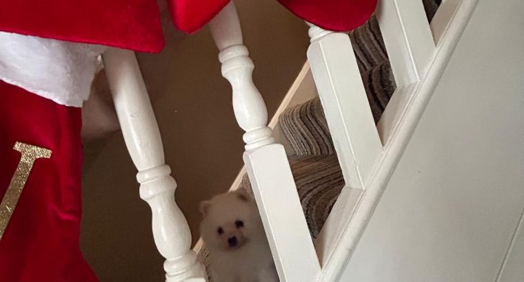 Gorgeous Teddy Bear Pomeranian 089 2565864 ðŸ¶