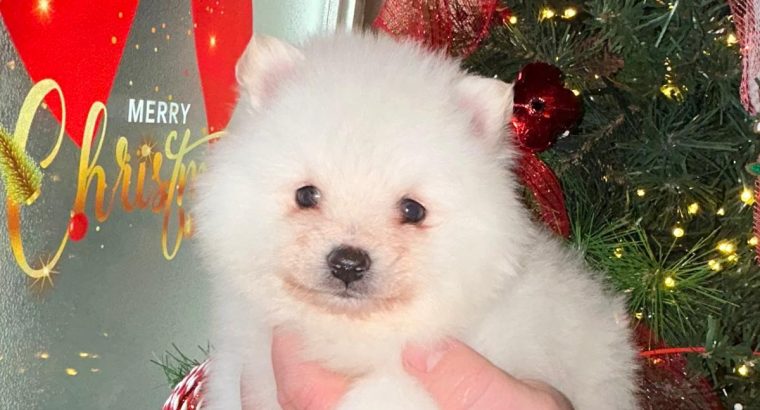 Gorgeous Teddy Bear Pomeranian 089 2565864 ðŸ¶