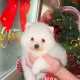 Gorgeous Teddy Bear Pomeranian 089 2565864 ðŸ¶