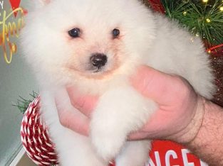 Gorgeous Teddy Bear Pomeranian 089 2565864 ðŸ¶