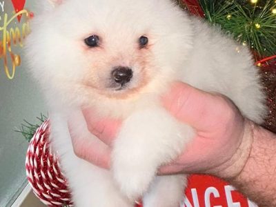 Gorgeous Teddy Bear Pomeranian 089 2565864 ðŸ¶