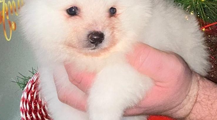 Gorgeous Teddy Bear Pomeranian 089 2565864 ðŸ¶
