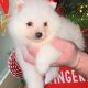 Gorgeous Teddy Bear Pomeranian 089 2565864 ðŸ¶