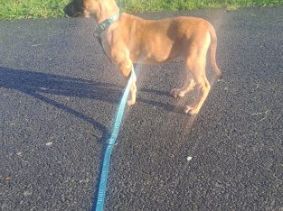 malinois Belgian puppy